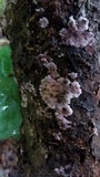 Punctularia atropurpurascens image
