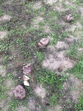 Calvatia cyathiformis image