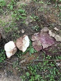 Calvatia cyathiformis image