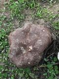Calvatia cyathiformis image
