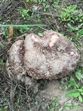 Calvatia cyathiformis image