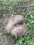 Calvatia cyathiformis image