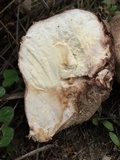 Calvatia cyathiformis image