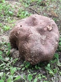 Calvatia cyathiformis image
