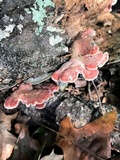 Phlebia incarnata image