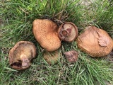 Paxillus cuprinus image