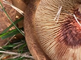 Paxillus cuprinus image