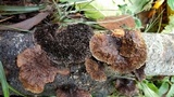Hexagonia hydnoides image