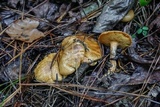 Suillus cothurnatus image