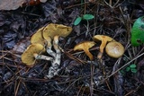Suillus cothurnatus image