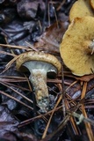 Suillus cothurnatus image