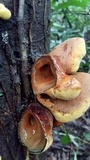 Entonaema liquescens image