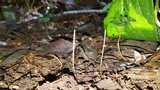 Macrotyphula juncea image