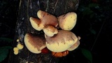 Entonaema liquescens image