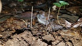 Macrotyphula juncea image