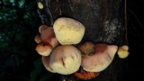 Entonaema liquescens image