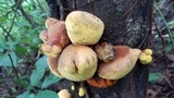 Entonaema liquescens image