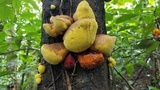Entonaema liquescens image