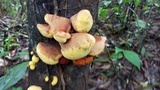 Entonaema liquescens image