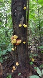 Entonaema liquescens image