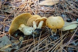 Suillus hirtellus image