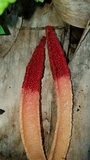 Mutinus argentinus image