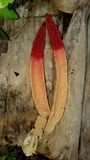 Mutinus argentinus image
