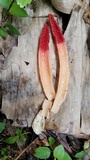 Mutinus argentinus image