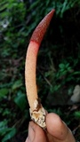 Mutinus argentinus image