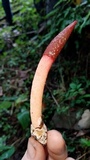 Mutinus argentinus image