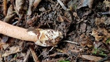 Mutinus argentinus image
