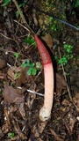 Mutinus argentinus image