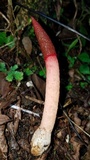 Mutinus argentinus image