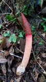 Mutinus argentinus image