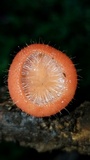 Cookeina tricholoma image