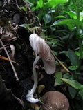 Pluteus affinis image