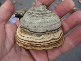 Fomes excavatus image