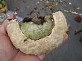Fomitopsis ochracea image