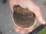 Ganoderma lobatum image