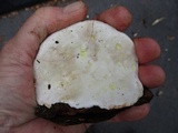 Ganoderma lobatum image