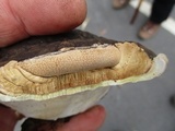 Ganoderma lobatum image