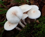 Leucoagaricus americanus image