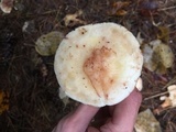 Rhodocollybia maculata image