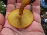 Gymnopilus luteus image