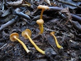 Cantharellus ignicolor image