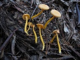 Cantharellus ignicolor image