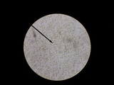 Hypholoma capnoides image