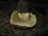 Boletus rex-veris image