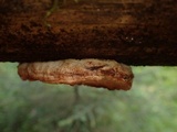 Postia fragilis image