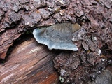 Postia caesia image